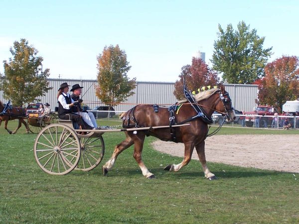 Heavy Horse Show at Elmvale Fall Fair