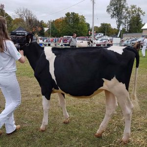 Farm Animals and Livestock Displays at Elmvale Fall Fair