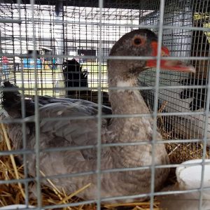 Farm Animals and Livestock Displays at Elmvale Fall Fair