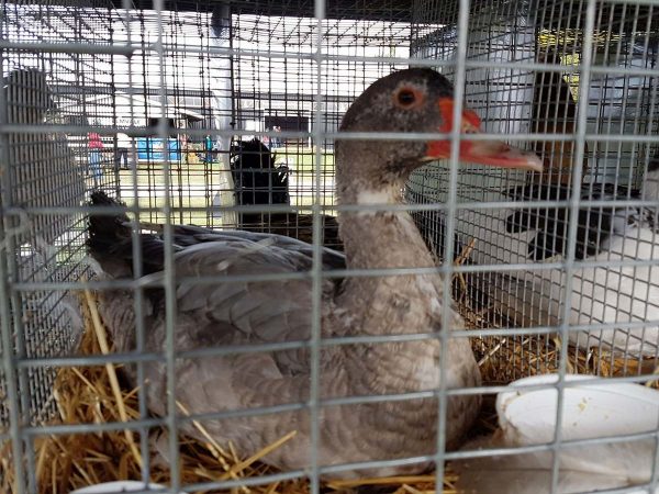 Farm Animals and Livestock Displays at Elmvale Fall Fair