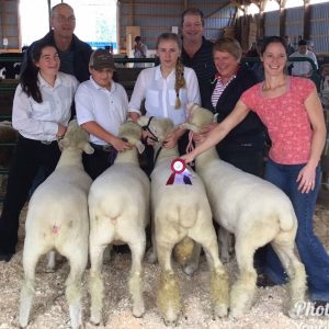 Farm Animals and Livestock Displays at Elmvale Fall Fair