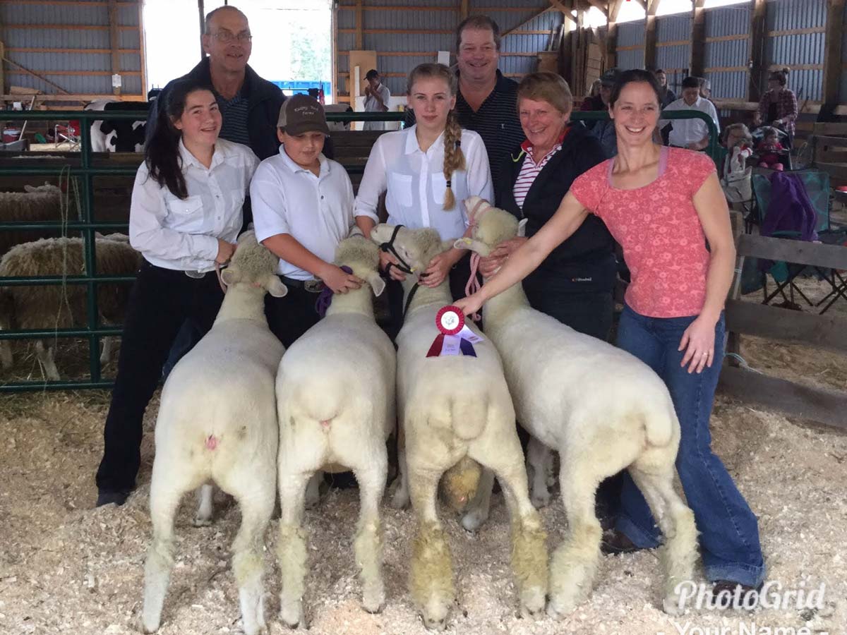 Farm Animals and Livestock Displays at Elmvale Fall Fair