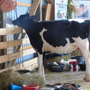 Farm Animals and Livestock Displays at Elmvale Fall Fair