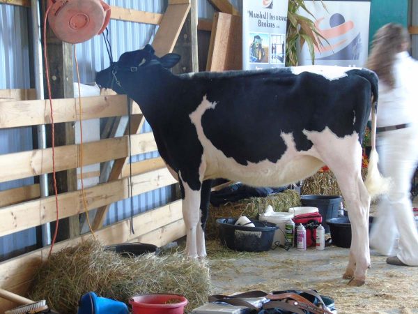 Farm Animals and Livestock Displays at Elmvale Fall Fair