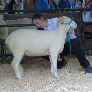 Farm Animals and Livestock Displays at Elmvale Fall Fair