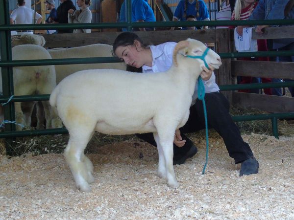 Farm Animals and Livestock Displays at Elmvale Fall Fair