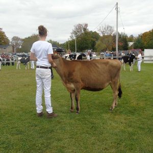 Farm Animals and Livestock Displays at Elmvale Fall Fair