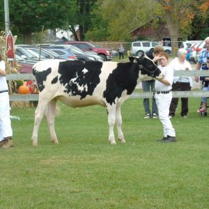 Farm Animals and Livestock Displays at Elmvale Fall Fair