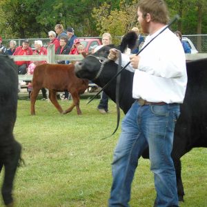 Farm Animals and Livestock Displays at Elmvale Fall Fair