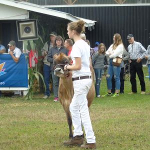 Farm Animals and Livestock Displays at Elmvale Fall Fair