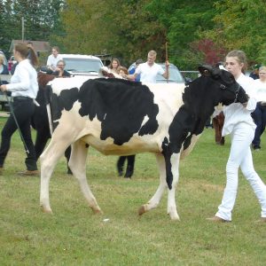 Farm Animals and Livestock Displays at Elmvale Fall Fair