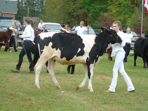 Farm Animals and Livestock Displays at Elmvale Fall Fair
