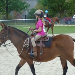 Farm Animals and Livestock Displays at Elmvale Fall Fair