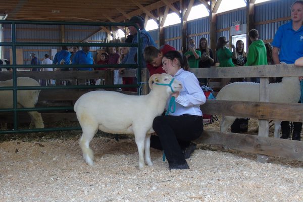sheep show at Elmvale Fall Fair