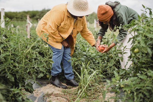 Field and Garden Produce