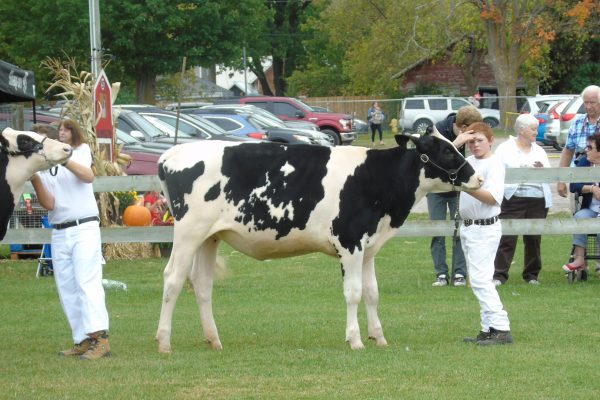 Dairy Cattle Show at Elmvale Fall Fair