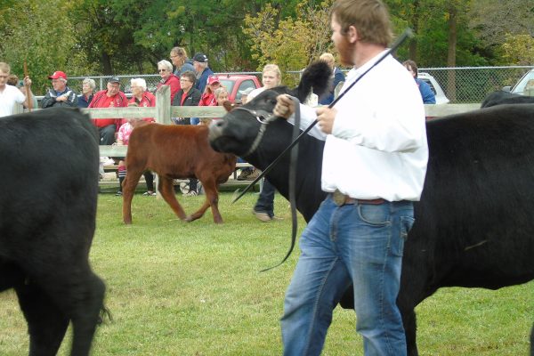 beef cattle show at Elmvale Fall Fair