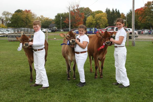 Jr Dairy Calf showmanship