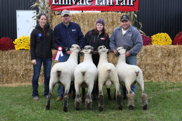 Sheep Show Winners at Elmvale Fall Fair