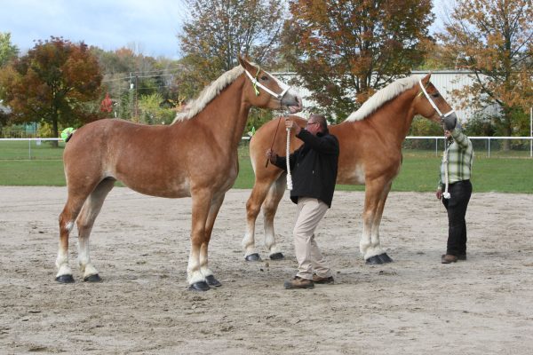 Heavy Horse Show