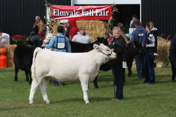 Beef Cattle Show