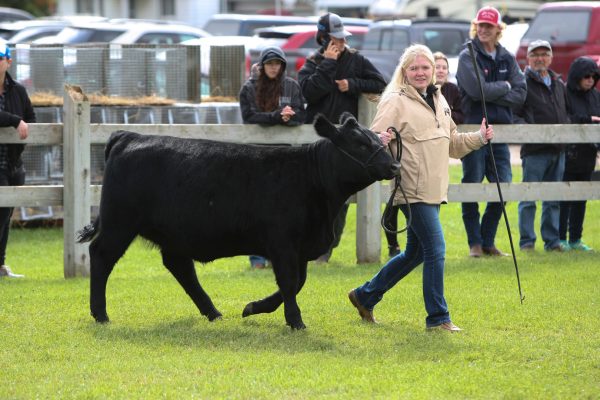 Beef Cattle Show