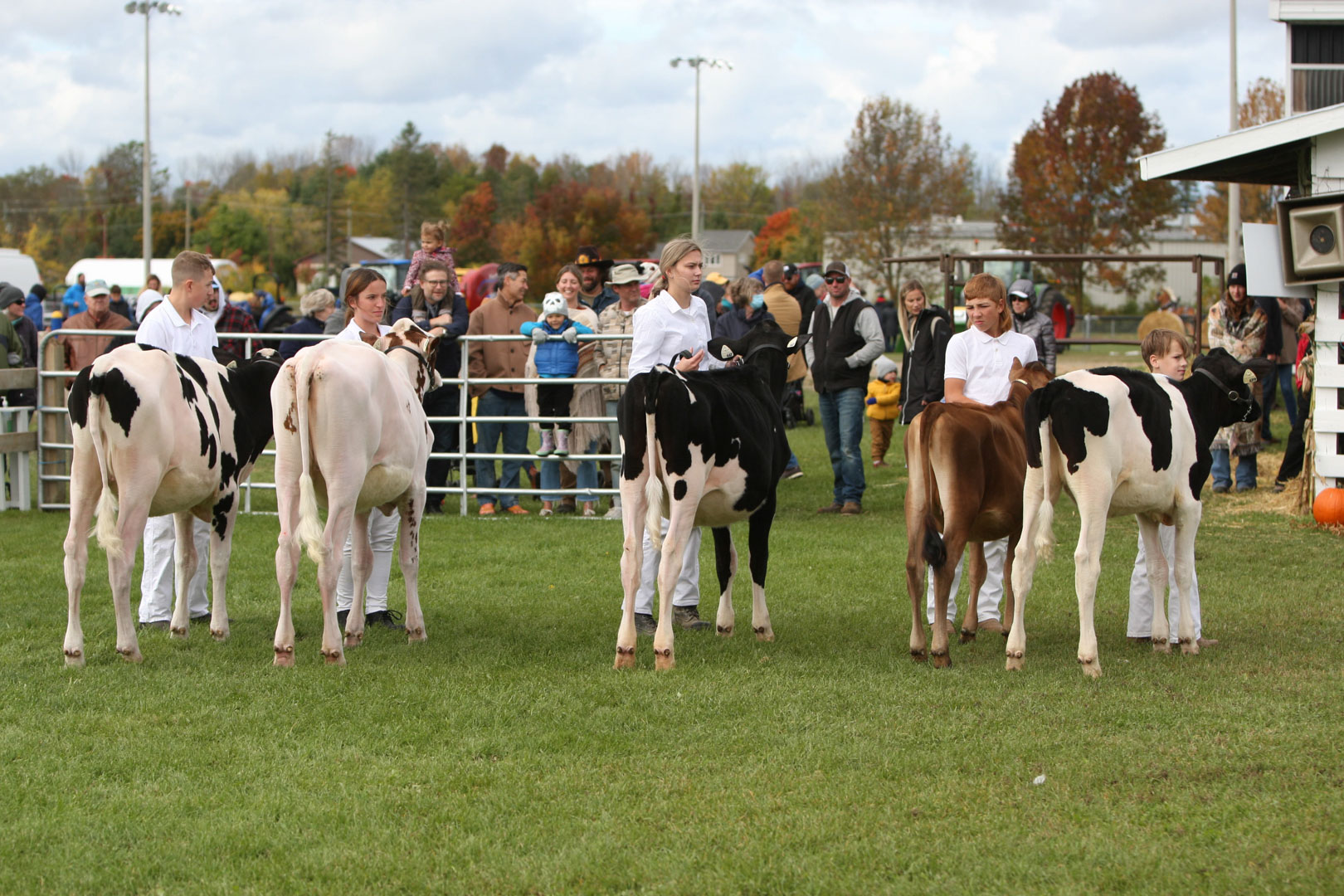 Dairy Cattle competition classes