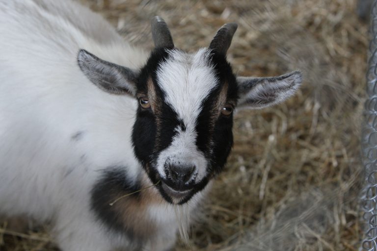 Farm Animals and Livestock Displays at Elmvale Fall Fair