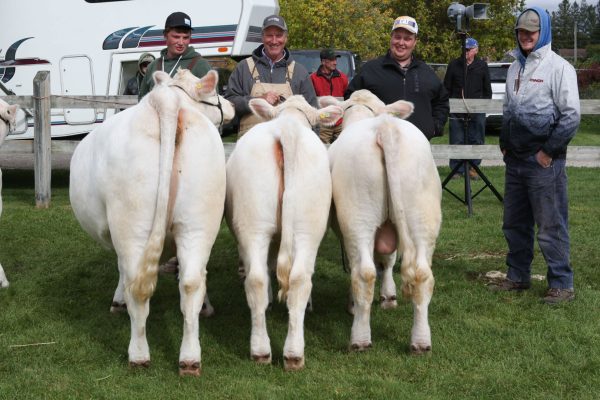 Beef Cattle Show