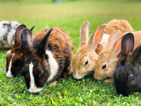 Rabbits at Elmvale Fair