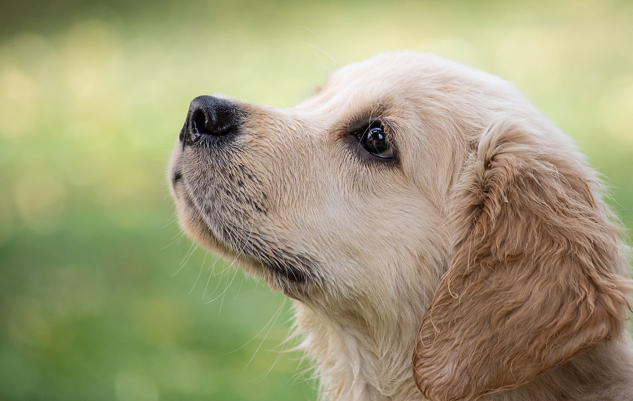 Pet Policy at Elmvale Fall Fair