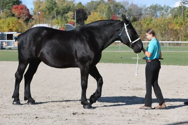 2025 Elmvale Fall Fair