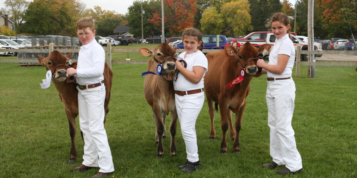 Jr Dairy Calf showmanship