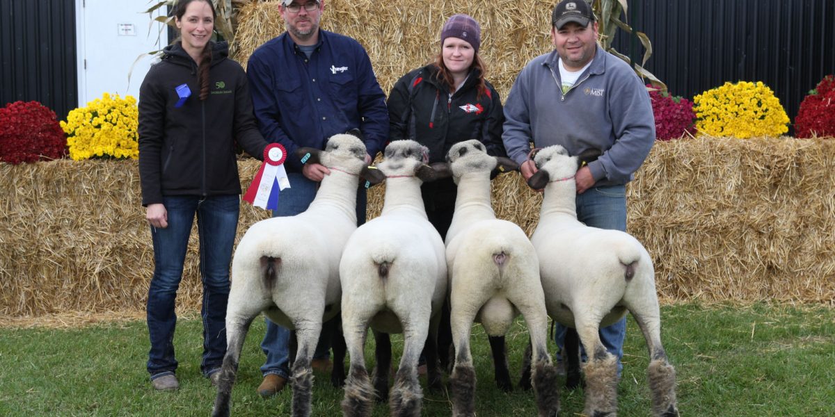 Sheep Show Winners at Elmvale Fall Fair