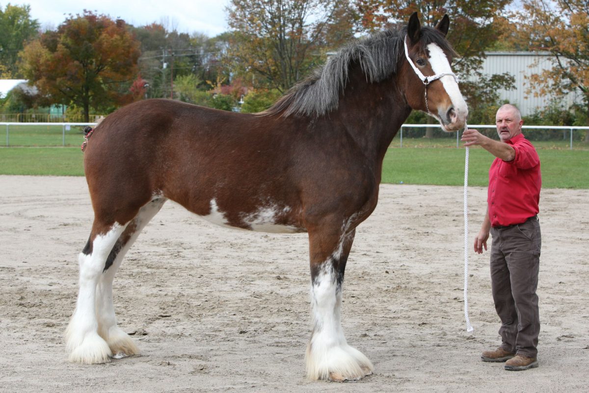 Heavy Horse Show at Elmvale Fall Fair