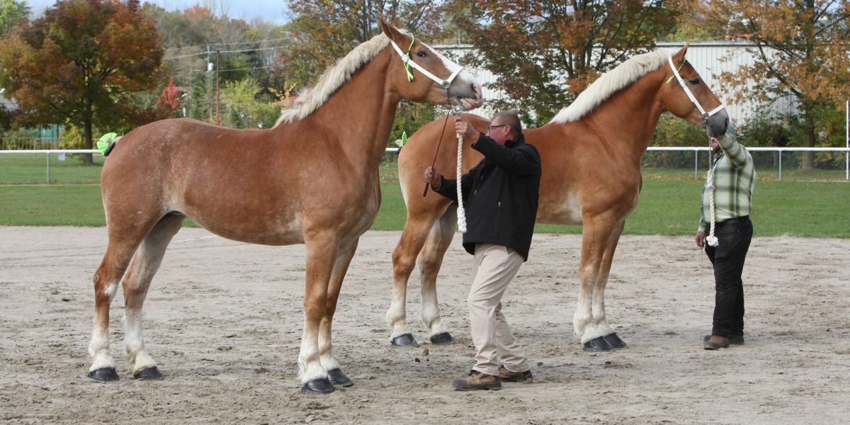 Heavy Horse Show