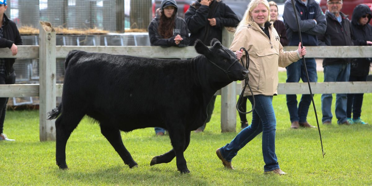 Beef Cattle Show