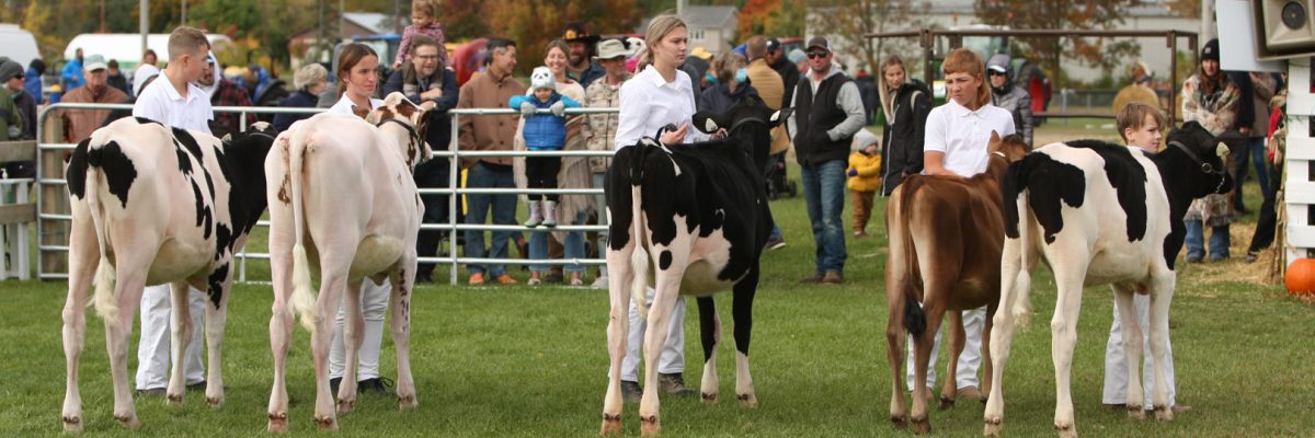 Dairy Cattle competition classes