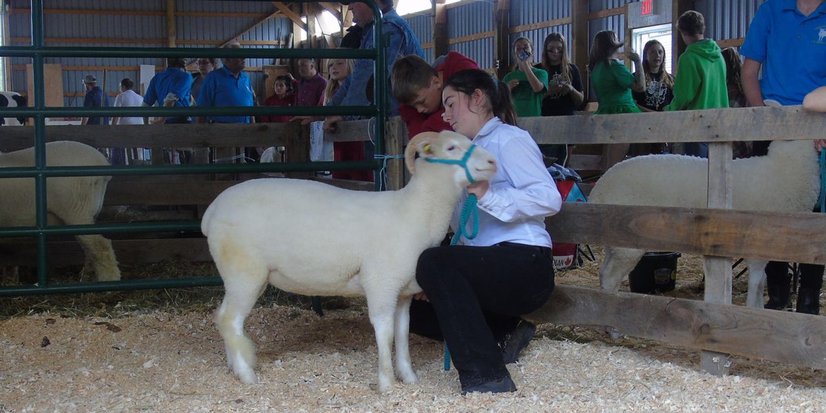 sheep show at Elmvale Fall Fair