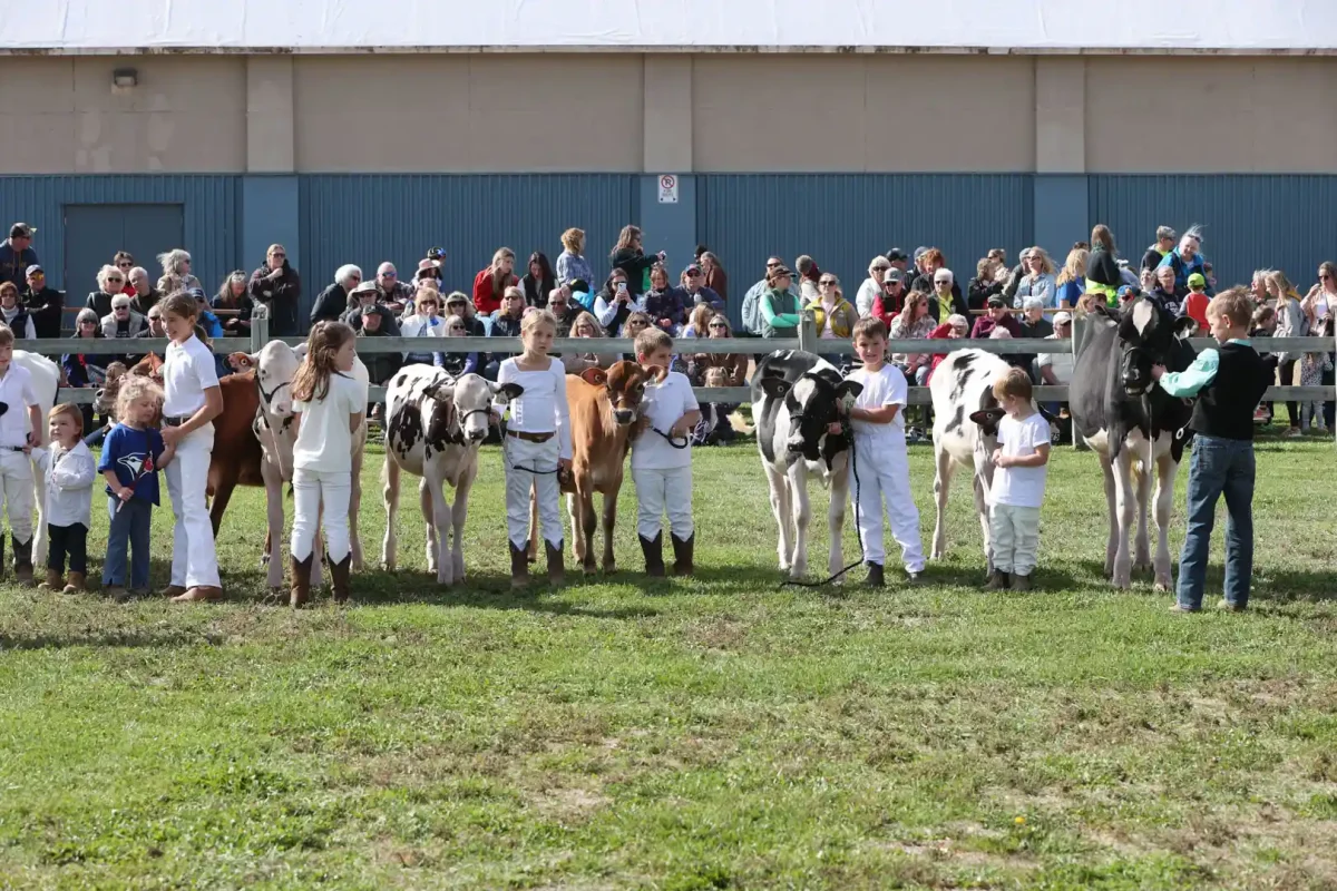 Jr-Livestock