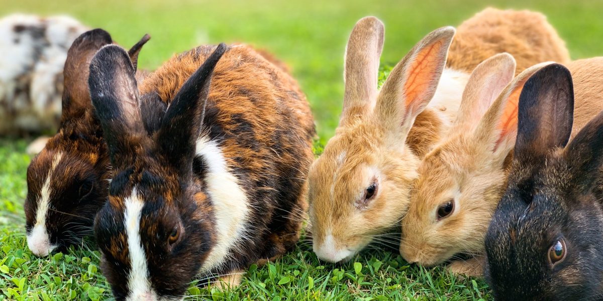 Rabbits at Elmvale Fair