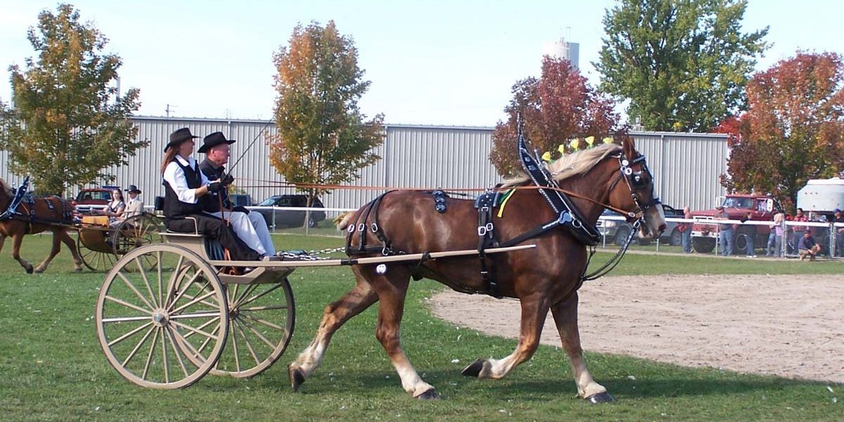 Heavy Horse Show at Elmvale Fall Fair
