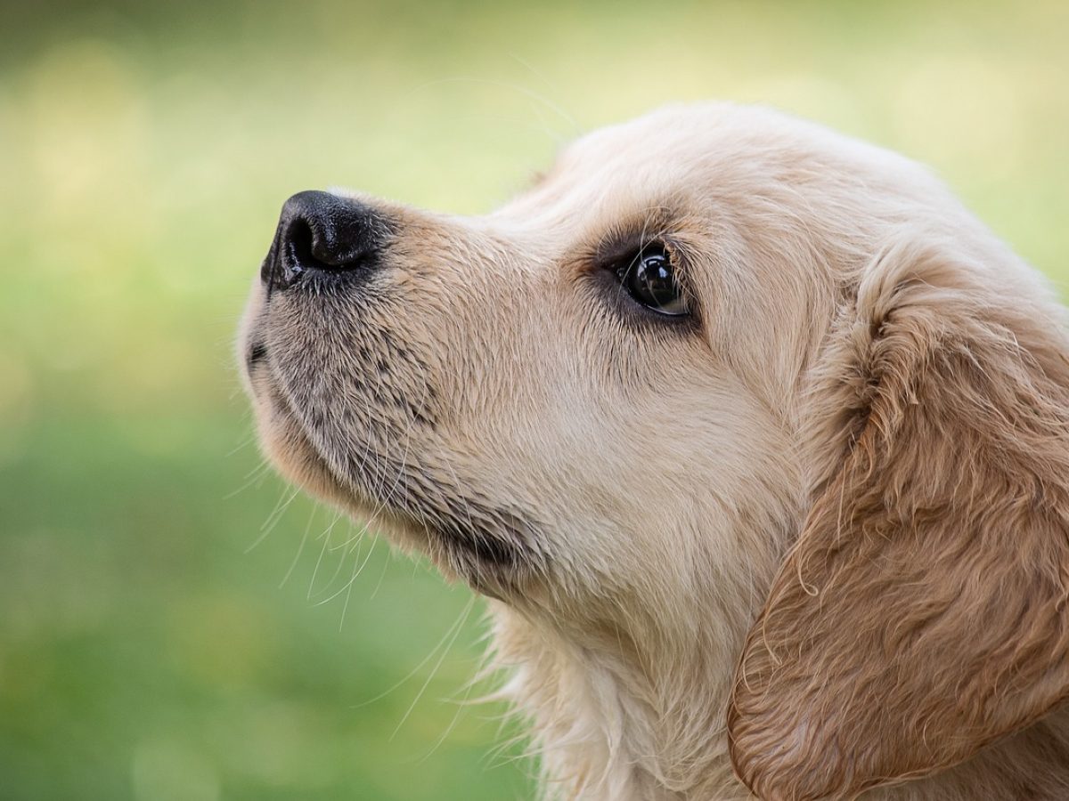 Pet Policy at Elmvale Fall Fair