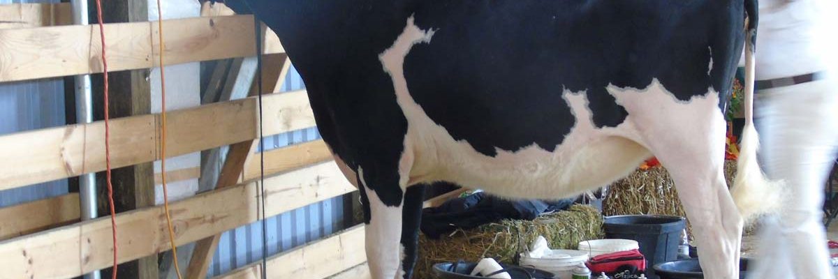 Farm Animals and Livestock Displays at Elmvale Fall Fair