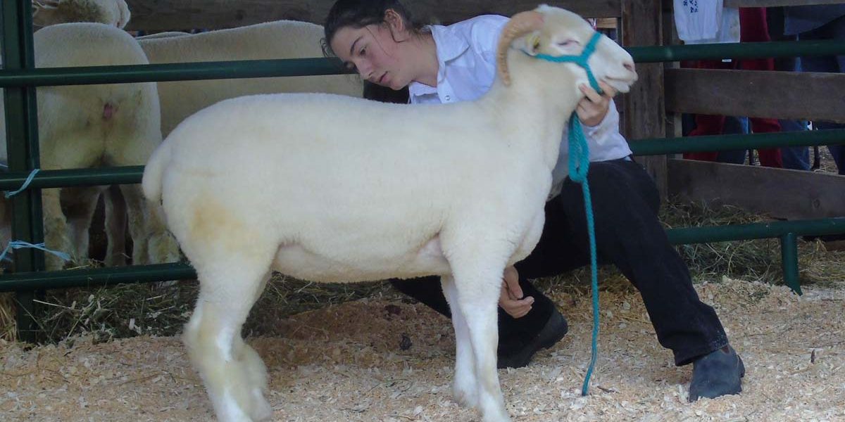 Farm Animals and Livestock Displays at Elmvale Fall Fair