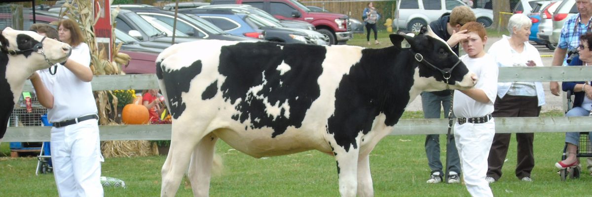 Dairy Cattle Show at Elmvale Fall Fair
