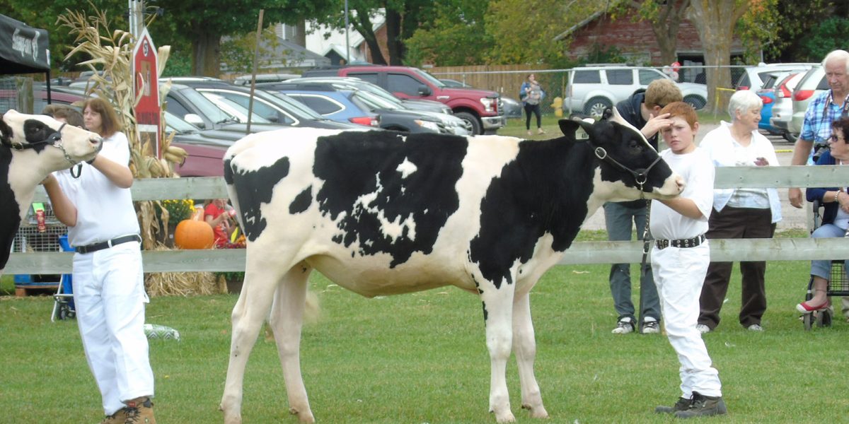 Dairy Cattle Show at Elmvale Fall Fair