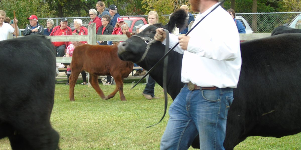 beef cattle show at Elmvale Fall Fair
