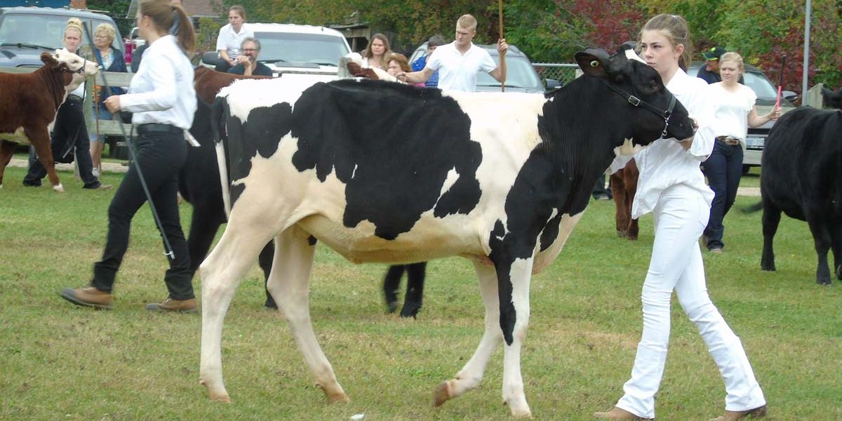 Farm Animals and Livestock Displays at Elmvale Fall Fair